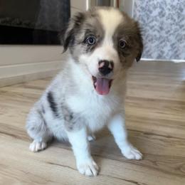 Guinness - Blue merle female Australian Shepherd puppy in Weeki Wachee, Florida from Ace of Spades Australian Shepherds
