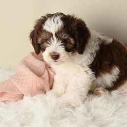Snow White - Brown and white female Aussiedoodle puppy in Lincoln, California from Frenchie LOVE and Doodles