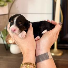 Sapphire- blue collar - Tri-color male Bernedoodle puppy in Salt Lake County, Utah from Coco Avenue Pups