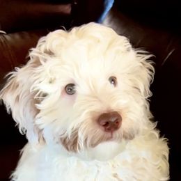 Goldendoodle All Grown Up from Scherrer Sweet Goldendoodles