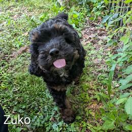 Zuko - Black and tan male Cockapoo puppy in Sunset, Louisiana from Cano Cockapoos