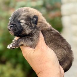 PETER - Cream sable male Pomeranian puppy in Willis, Texas from Treasured Jewels Pomeranians