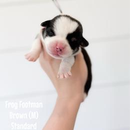 Frog Footman - Brown - Black and tan male Pembroke Welsh Corgi puppy in Milan, Georgia from Williams’ Welsh Corgis LLC