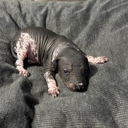 Chunky Monkey - Black white and tan female Xoloitzcuintli puppy in Manitowoc, Wisconsin from Wonderland Kennel