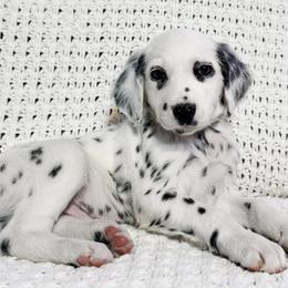 Eris - White and black male Dalmatian puppy in Jefferson, Georgia from Spotted Jewels Dalmatians