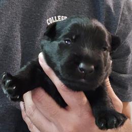 Female1 (LBIW) - Black female Scottish Terrier puppy in Conroe, Texas from Scotch McLaren Terriers