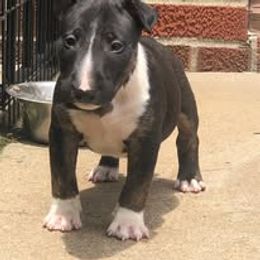 French Bulldog and Miniature Bull Terrier Puppies from Dogs of Dyhar