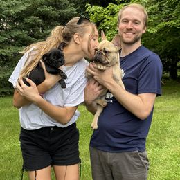 French Bulldog Puppies from Jolie Frenchies