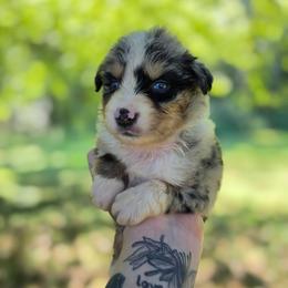 Rook - Blue merle male Australian Shepherd puppy in London, Kentucky from Kenmont Kennels