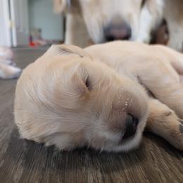 Purple female - Golden female Golden Retriever puppy in Meeteetse, Wyoming from Greybull River Goldens