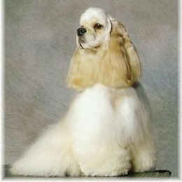 Cocker Spaniel and Shih Tzu All Grown Up from Newsong Cockers & Shih Tzu