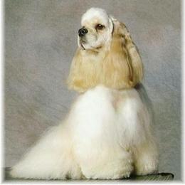 Cocker Spaniel and Shih Tzu All Grown Up from Newsong Cockers & Shih Tzu