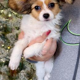 Ivy - White and sable female Papillon puppy in Boardman, Ohio from Taliaferro Kennel