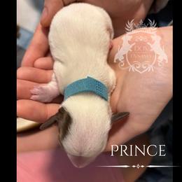 Dachshund Puppies from 208 Dox Dynasty