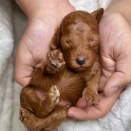 Toy poodle female - Red  female Poodle puppy in Crete, Illinois from Plum Valley Pups