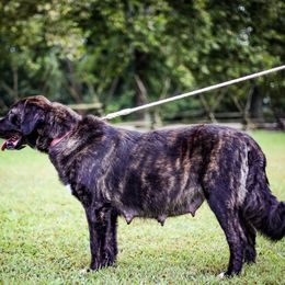 Mishka - Caucasian Shepherd Dog
