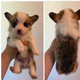 Boy 5 - Sable male Pembroke Welsh Corgi puppy in Helmville, Montana from Calie’s Corgis