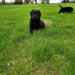 Labrador Retriever Puppies from Freedom Labradors