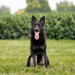Tater - German Shepherd