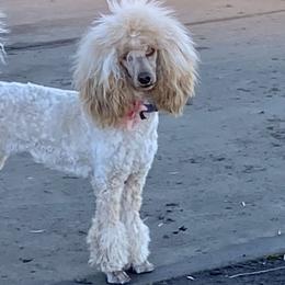 Poodles from A Stone’s Throw Farm