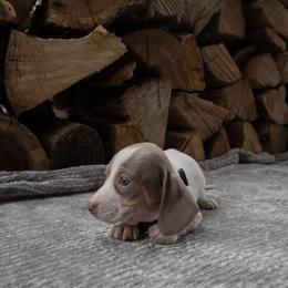 April - Piebald female Dachshund puppy in Stilwell, Oklahoma from Ross Ranch Dachshunds