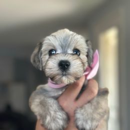 Penelope (Penny) - Liver female Miniature Schnauzer puppy in Waddell, Arizona from West Valley Schnauzers & Dachshunds