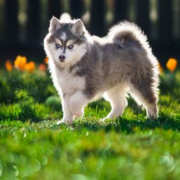 Pomsky Puppies from Southpaw Pomskies