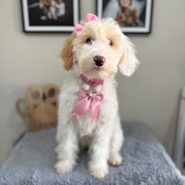 Coral (Pink) - Fawn and white female Sheepadoodle puppy in Oak Hills, California from High Desert Doodles