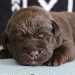 Trouble - Chocolate male Labrador Retriever puppy in Camden, Indiana from Camden's Caring Canines
