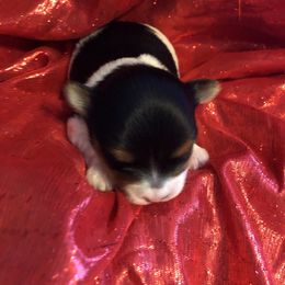 Parti Boy - Parti male Yorkshire Terrier puppy in Phil Campbell, Alabama from MagnoliaYorkies