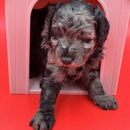 Goldendoodle, Shorkie, and Yorkshire Terrier Puppies from Jenny La Bone