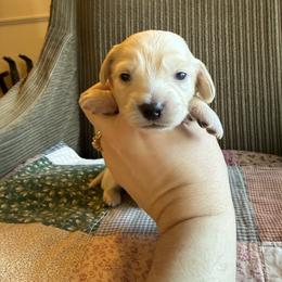 Boy 3 - Cream male Dachshund puppy in Walla Walla Valley, Oregon from English Cream Dachshunds