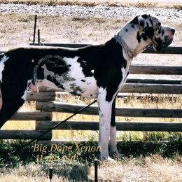 Xenon - Great Dane