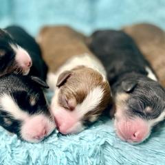 Aussiedoodle, Bordoodle, Chesapeake Bay Retriever, and English Cocker Spaniel Puppies from BFP Plantation