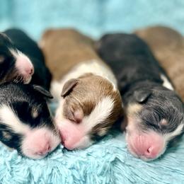 Aussiedoodle, Bordoodle, Chesapeake Bay Retriever, and English Cocker Spaniel Puppies from BFP Plantation