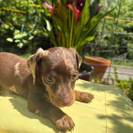 2 PAC - Dapple male Dachshund puppy in Richwood, West Virginia from Wild and Wonderful Wieners