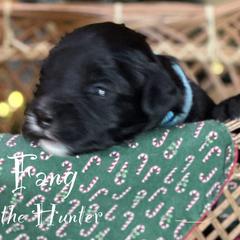 Australian Labradoodle Puppies from Sandcastle Labradoodles