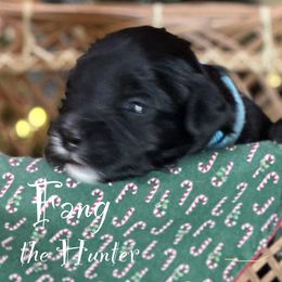 Australian Labradoodle Puppies from Sandcastle Labradoodles