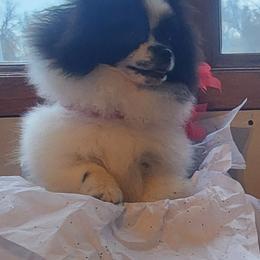 Pomeranian Puppies from Fancy Paws Pomeranians