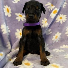 Purple Collar - Black and rust female Doberman Pinscher puppy in Lake City, Florida from Paintedcrazy Doberman Pinchers