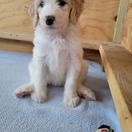 Bernedoodle Puppies from Beloved Bernedoodles of North Dakota