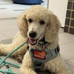 Faith - Poodle