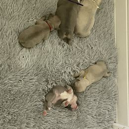 French Bulldog Puppies from Orderofthebulldogs, LLC