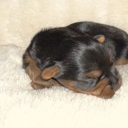 Girl 1 - Black and tan female Yorkshire Terrier puppy in Mesquite, Texas from Small Pawz Yorkies