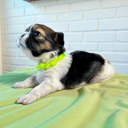 AKC-Sunny - Tricolor female Shih Tzu puppy in Mooresville, North Carolina from Juji Shih Tzu