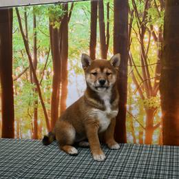 Elise - Red female Shiba Inu puppy in Arcola, Illinois from Highline Puppies