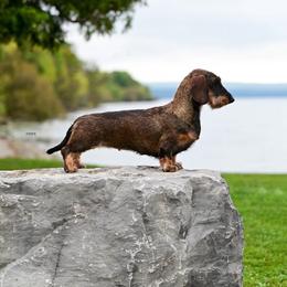 Lyric - Dachshund