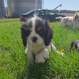 Henry - Tri-color Cavalier King Charles Spaniel puppy in Prophetstown, Illinois from AlKemy Pure Bred