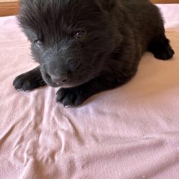 Dark blue - Black male German Shepherd puppy in Jennings, Kansas from Lost Creek German Shepherds LLC