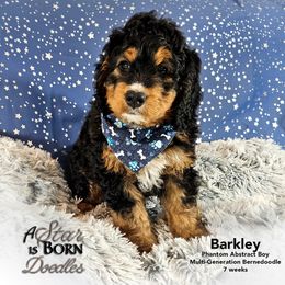 Bernedoodle Puppies from A Star is Born Doodles